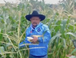 Panen Jagung di Cikokol Kota Tangerang bersama Ketua DPC Partai Demokrat Kota Tangerang.