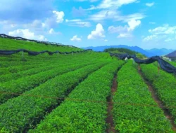 Spesialisasi lokal mendorong ledakan ekonomi di Guizhou, Cina yang berbukit