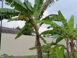 Daun Pisang RI Laku di Luar Negeri