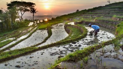 Suasana persawahan di sebuah pedesaan/JURNALOKA/Foto: Arsip KPK