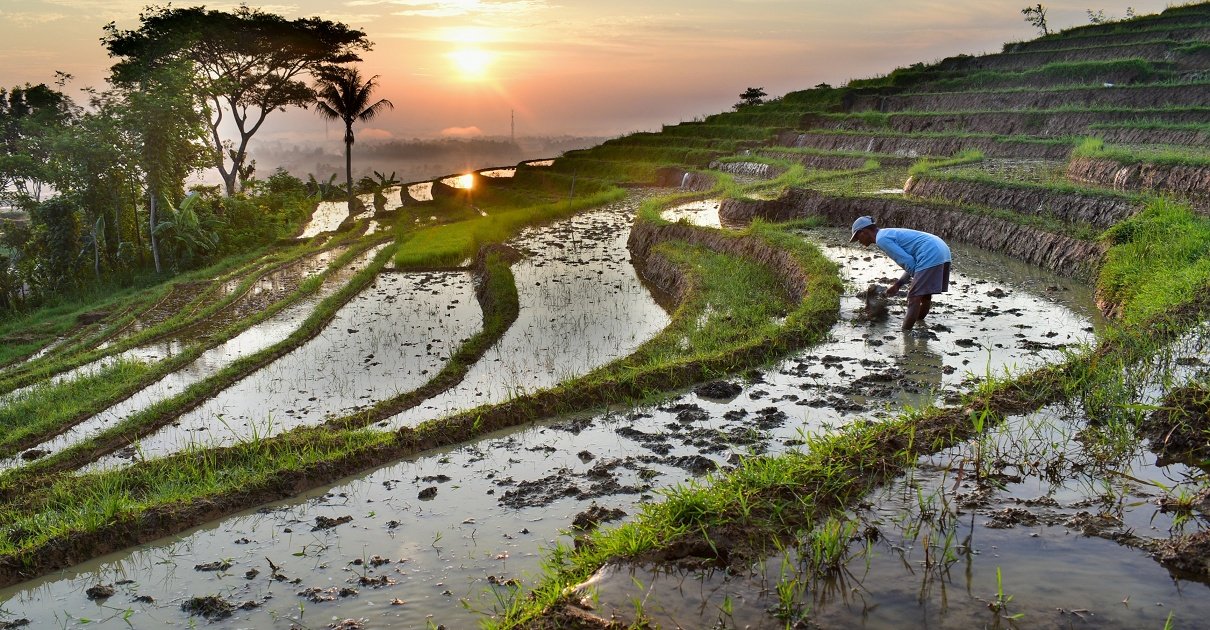 Suasana persawahan di sebuah pedesaan/JURNALOKA/Foto: Arsip KPK