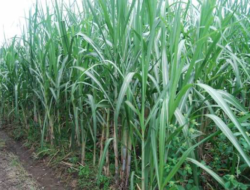 Inisiasi Green Economy: SWI Gelar Tanam Tebu 600 Hektare di Madiun Jelang Munas 2026